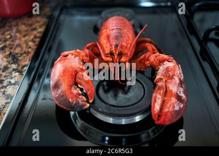 Nahaufnahme eines gekochten Hummers über einem Metallregal Stockfoto