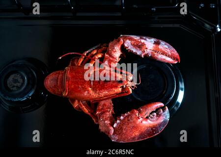 Nahaufnahme eines gekochten Hummers über einem Metallregal Stockfoto