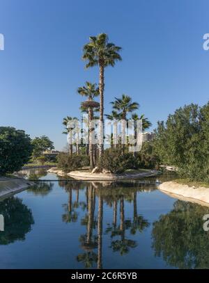 Gärten im alten trockenen Flussbett des Turia Flusses - Spiegelung von Palmen im künstlichen Kanalwasser. Europa, Valencia, Spanien, Gigapan Stockfoto