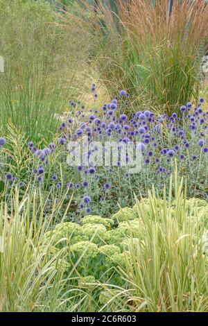 Kugeldistel Echinops ritro Veitchs Blue, Globe Thistle Echinops ritro Veitch's Blue Stockfoto