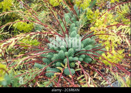 Walzen-Wolfsmilch Euphorbia myrsinites, Rollen spurgen Euphorbia myrsinites Stockfoto