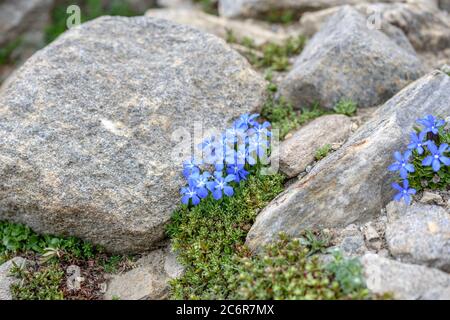 Bayern-Enzian Gentiana bavarica, Bayern Gentiana bavarica Stockfoto