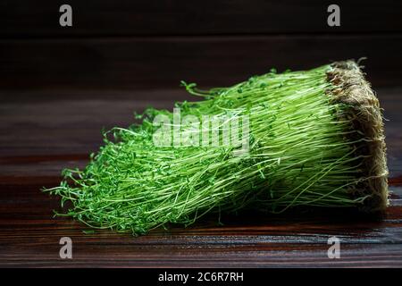 Kleeblatt Sprossen auf Holz Tisch Hintergrund. Gekeimt Gemüsesamen für rohe Ernährung Lebensmittel, Micro Green gesunde Ernährung Konzept Stockfoto