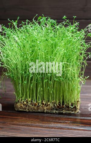 Kleeblatt Sprossen auf Holz Tisch Hintergrund. Gekeimt Gemüsesamen für rohe Ernährung Lebensmittel, Micro Green gesunde Ernährung Konzept Stockfoto