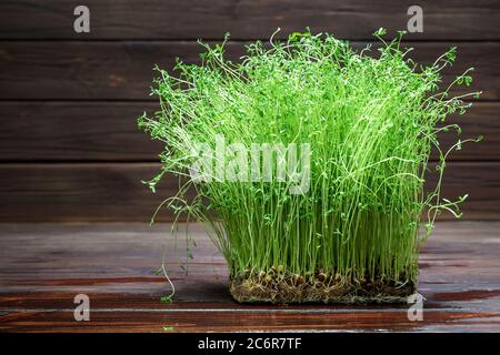 Kleeblatt Sprossen auf Holz Tisch Hintergrund. Gekeimt Gemüsesamen für rohe Ernährung Lebensmittel, Micro Green gesunde Ernährung Konzept Stockfoto