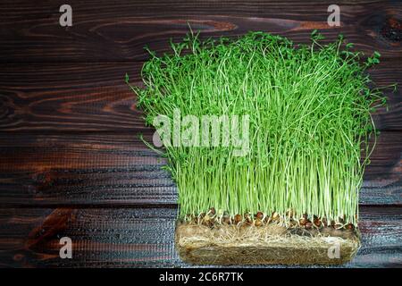 Kleeblatt Sprossen auf Holz Tisch Hintergrund. Gekeimt Gemüsesamen für rohe Ernährung Lebensmittel, Micro Green gesunde Ernährung Konzept Stockfoto