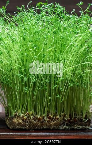 Kleeblatt Sprossen auf Holz Tisch Hintergrund. Gekeimt Gemüsesamen für rohe Ernährung Lebensmittel, Micro Green gesunde Ernährung Konzept Stockfoto