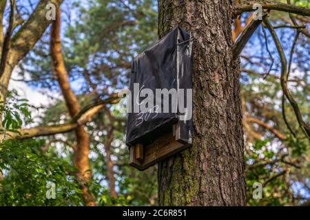 Eine flache Holzschlägerbox, die an einem Nadelbaum im kleinen Wald Königsheide in Berlin montiert ist, um Fledermausstochter in die Gegend, Deutschland, Europa zu ermutigen Stockfoto