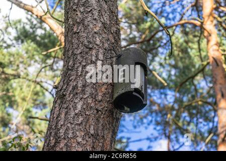 Eine runde Holzbeton Fledermauskiste montiert auf einem Nadelbaum in der kleinen Wald Königsheide in Berlin Fledermäuse zu ermutigen, die Gegend, Deutschland, Europa Stockfoto