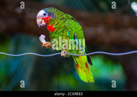 Kubanischer Amazonaspapagei (Amazona leucocephala) saß auf einer Wäscheleine beim Essen Stockfoto