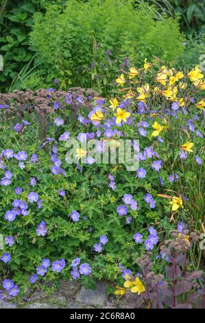 Storchschnabel Geranium ROZANNE, Geranium Rozanne Stockfoto