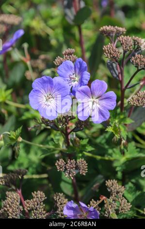 Storchschnabel Geranium ROZANNE, Geranium Rozanne Stockfoto