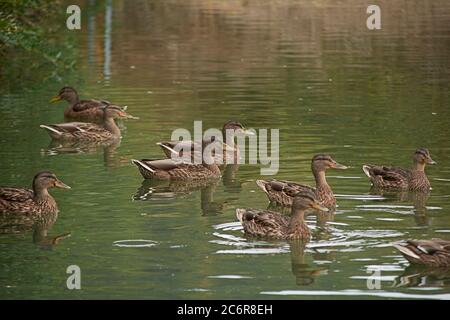 Herde von Enten schwimmen im See, Familie, Frühling, Reflexionen, braun, Ruhe Stockfoto