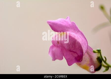 Kleine rosa Blume im Feld, Makrofotografie, Details, hell Stockfoto