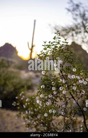 Blühender Creosote-Busch mit einem wunderschönen Saguaro Kaktus im Hintergrund, bei Sonnenuntergang, im San Tan Regional Park außerhalb von Phoenix, Arizona. Stockfoto