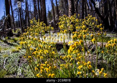 Wildblumen wachsen auf dem Waldboden auf Mt. Graham im Südosten von Arizona. Stockfoto