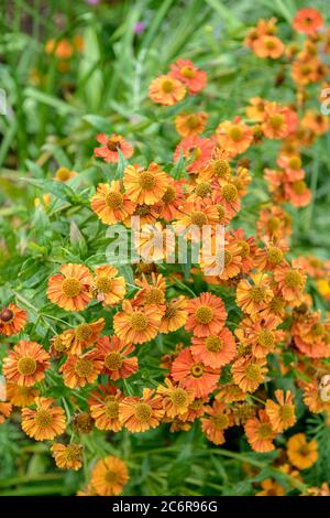 Sonnenbraut Helenium Waltraut, Sneezeeed Helenium Waltraut Stockfoto