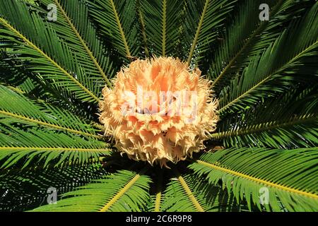 Im Sommer blühen die weiblichen Palmenblüten der Cycas revoluta zu immergrünen Blättern Stockfoto