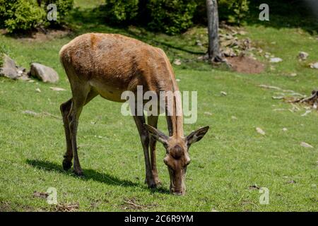 Hirse grasen auf der Wiese. Hirsch Herde Wiese Weiden. Hirsch Herde auf Hirsch Farm. Neu geborene Rehe, wilder Frühling Natur. Stockfoto