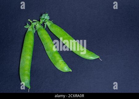 Drei Gartenerbsenschoten frisch aus dem Gemüsebeet auf schwarzem Hintergrund gepflückt Stockfoto