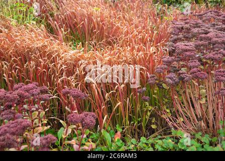 Japanisches Blutgtras Imperata cylindrica Red Baron, Japanisches Blutgtras Imperata cylindrica Red Baron Stockfoto