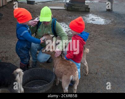 Ein Erwachsener und zwei Kinder streicheln eine Ziege auf einer kinderfreundlichen Farm in Nova Scotia, Kanada. Kein Zoo. Ein kinderfreundlicher Bereich auf einem Bauernhof. Stockfoto