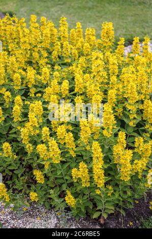 Punktierter Gilbweiderich Lysimachia punctata, punktierte Loosestrife Lysimachia punctata Stockfoto