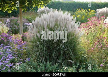 Chinaschilf Miscanthus sinensis kleine Silberspinne, Foerster-Garten Potsdam-Bornim, Miscanthus Miscanthus sinensis kleine Silberspinne, Ranger Garten Stockfoto