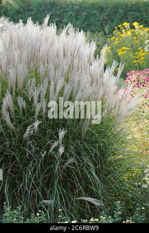 Chinaschilf Miscanthus sinensis kleine Silberspinne, FoersterGarten