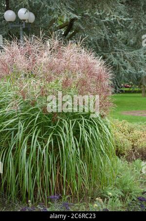 Chinaschilf Miscanthus sinensis Malepartus, Miscanthus sinensis Malepartus Miscanthus Stockfoto