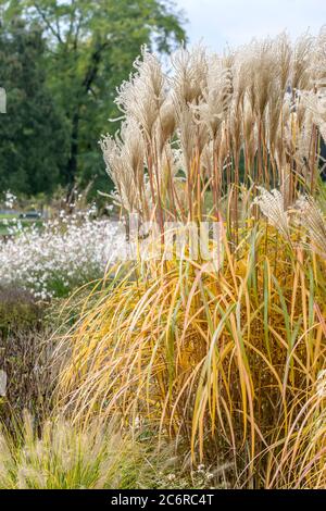 Chinaschilf Miscanthus sinensis Malepartus, Miscanthus sinensis Malepartus Miscanthus Stockfoto