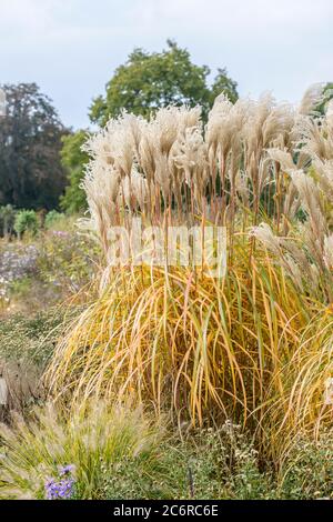 Chinaschilf Miscanthus sinensis Malepartus, Miscanthus sinensis Malepartus Miscanthus Stockfoto