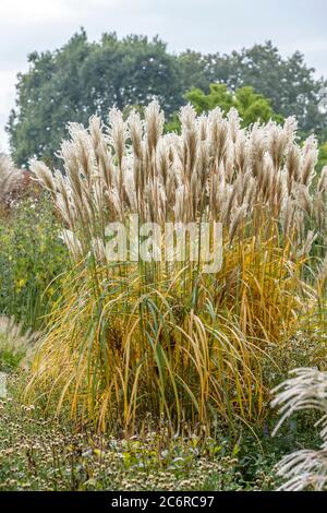 Chinaschilf Miscanthus sinensis Malepartus, Miscanthus sinensis Malepartus Miscanthus Stockfoto