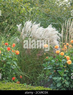 Chinaschilf Miscanthus sinensis Silberfeder, Dahlie Dahlie, Miscanthus Miscanthus sinensis Silver Spring, Dahlie Dahlie Stockfoto