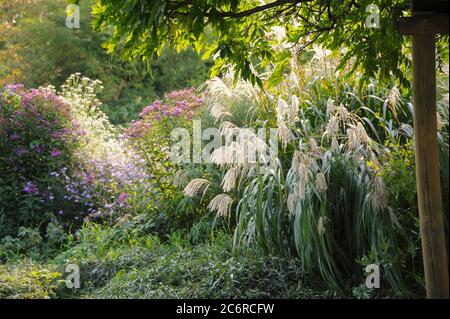 Chinaschilf Miscanthus sinensis Silberfeder, Miscanthus Miscanthus sinensis Silberfeder Stockfoto