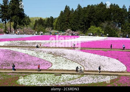 SAITAMA JAPAN - Apr 28, 2017: Rosa Moss (Shibazakura, Phlox subulata) Blüte an Hitsujiyama Park in der Präfektur Saitama, Kanto, Japan. Dies ist die Stockfoto