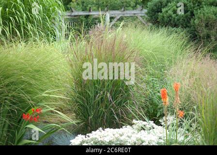 Graesgarten, Zierhirse Panicum virgatum Rotstrahlbusch, Zierhirse Panicum virgatum Rotstrahlbusch Stockfoto