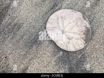 Ein Sand Dollar, ein Sea Cookie, ein Snapper Buscuit oder Pansy Shell. Es ist wirklich ein Seeigel. Dies war an der Oregon Küste im Fort Stevens State Park. USA Stockfoto