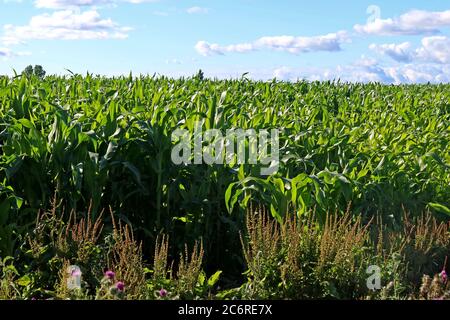 Maisfeld, Maisanbau in Cheshire, Sommer, England, Großbritannien, heiße Sonne, Landwirtschaft Stockfoto