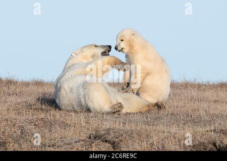 Eisbärmutter und -Junge (Ursus maritimus) in Kaktovik, Alaska Stockfoto