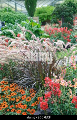 Rotes Lampenputzergras Pennisetum setaceum rubrum, Rotes Brunnengras Pennisetum rubrum setaceum Stockfoto