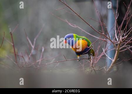 Ein Regenbogen-Lorikeet in einem Baum Stockfoto