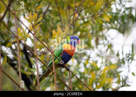 Ein Regenbogen-Lorikeet in einem Baum Stockfoto