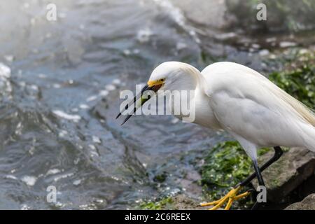 Schneegreiher, Egretta thula, mit Fang des Tages in der Nähe des Wassers an einem Sommernachmittag Stockfoto