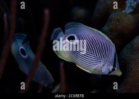 Ein Foureye Butterflyfish, Chaetodon Capistratus, auf dem Riff in Bonaire, Niederlande. Stockfoto