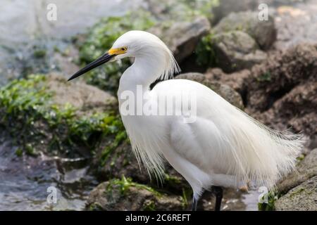 Schneegreiher, Egretta thula, mit Federpuffs am Rand des Wassers an einem Sommernachmittag Stockfoto