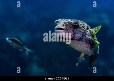 Ein Stachelschwein im offenen Wasser in Bonaire. Stockfoto