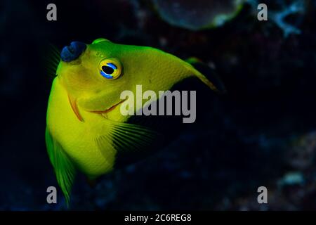 Ein Felsenschönheit Angelfisch, Chaetodon capistratus, am Riff in Bonaire, Niederlande. Holacanthus tricolor Stockfoto