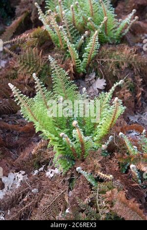 Weicher Schildfarn Polystichum setiferum Plumosum Densum, weicher Schildfarn Polystichum setiferum plumosum Densum Stockfoto