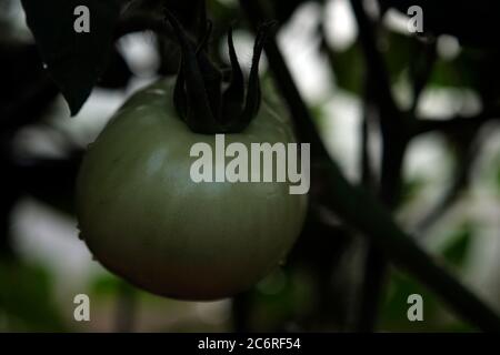 Gewächshaus Tomaten auf einer Farm in Hebron, IL. Stockfoto